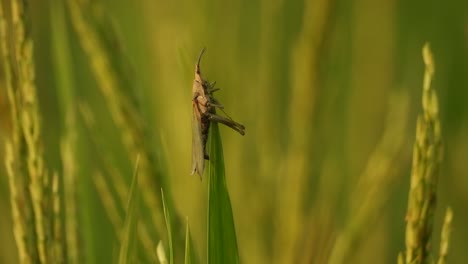 grasshopper in green rice grass