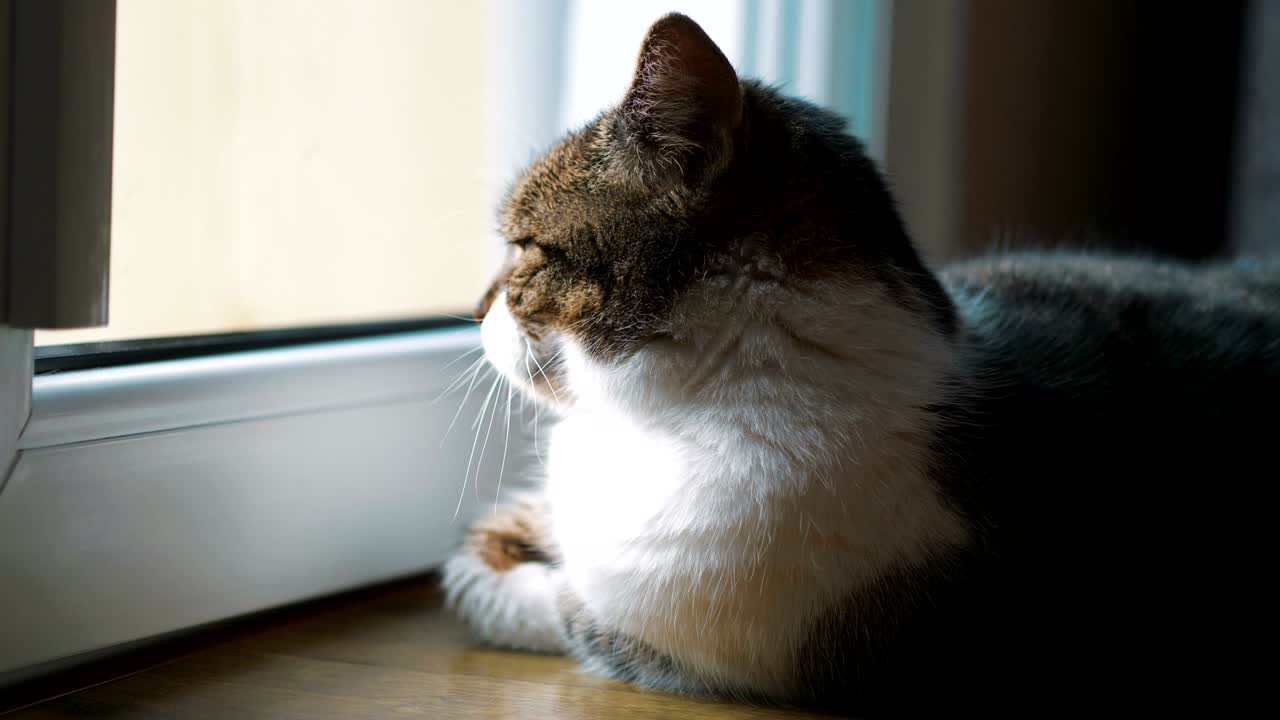 고양이가 4k에서 느린 동작으로 창문을 통해보고 있습니다.