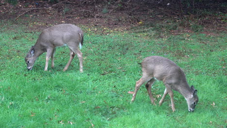 two white-tailed deer  graze on grass