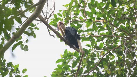 seen from under while perched high preening its left wing during a windy day, wreathed hornbill rhyticeros undulatus, male, thailand