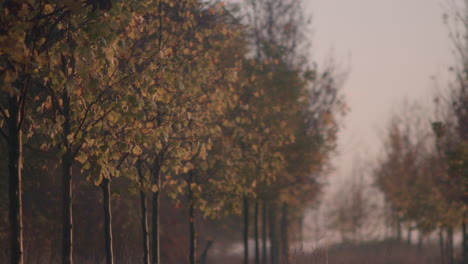 Reihe-Von-Herbstbäumen-Im-Sanften-Morgenlicht