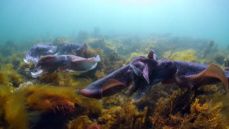 Riesige-Australische-Tintenfische-Sepia-Apama-Migration-Whyalla-Südaustralien-4k-Zeitlupe,-Paarung,-Eier-Legen,-Kämpfen,-Aggregation,-Unter-Wasser