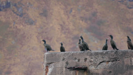 birds  chilling on a big stone wall