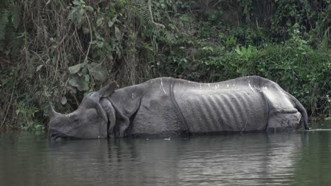 Ein-Wildes-Nashorn-Mit-Einem-Horn,-Das-Wasserpflanzen-Im-Chitwan-Nationalpark-In-Nepal-Frisst