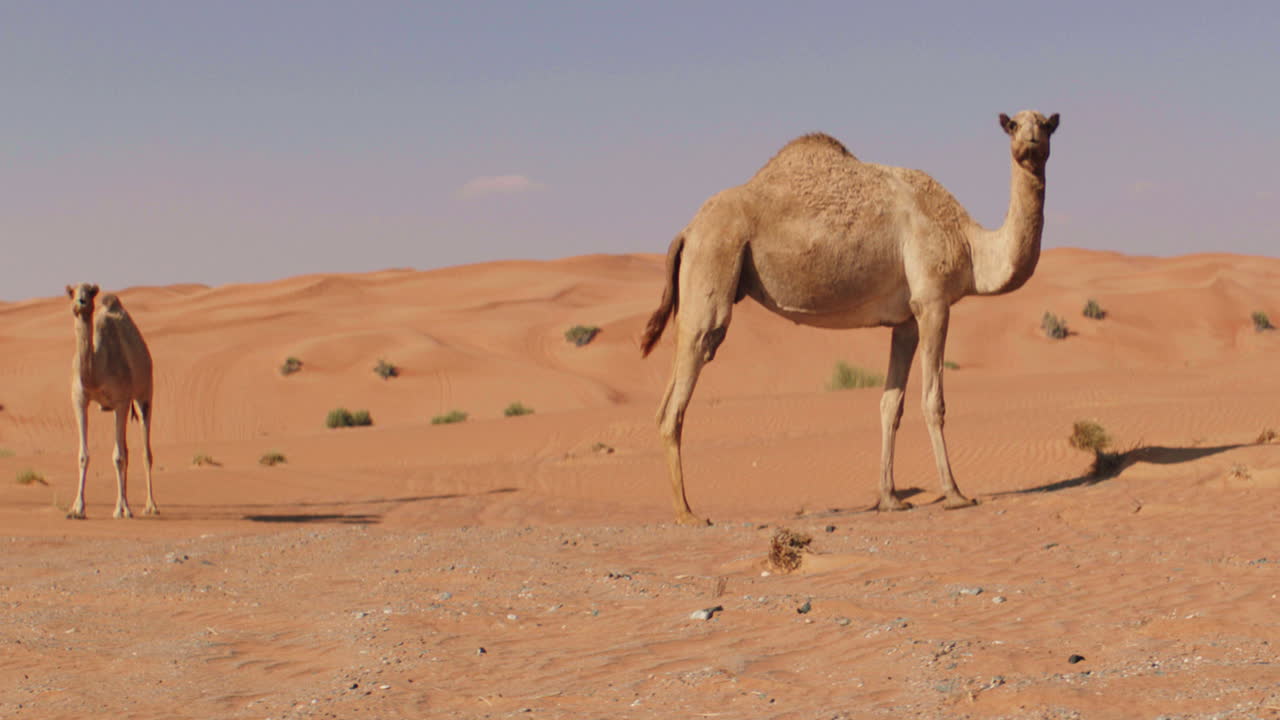 Camels resting in sandy dune desert during hot summer day,wide shot