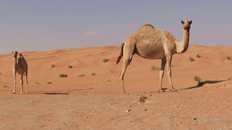 camels resting in sandy dune desert during hot summer day,wide shot