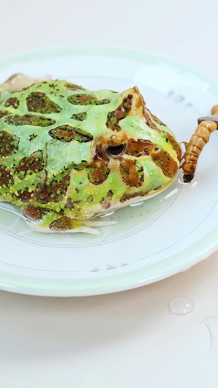 A horned frog consumes a mealworm on a white plate under bright, even lighting. The camera remains steady, capturing detailed feeding behavior in a controlled indoor setting