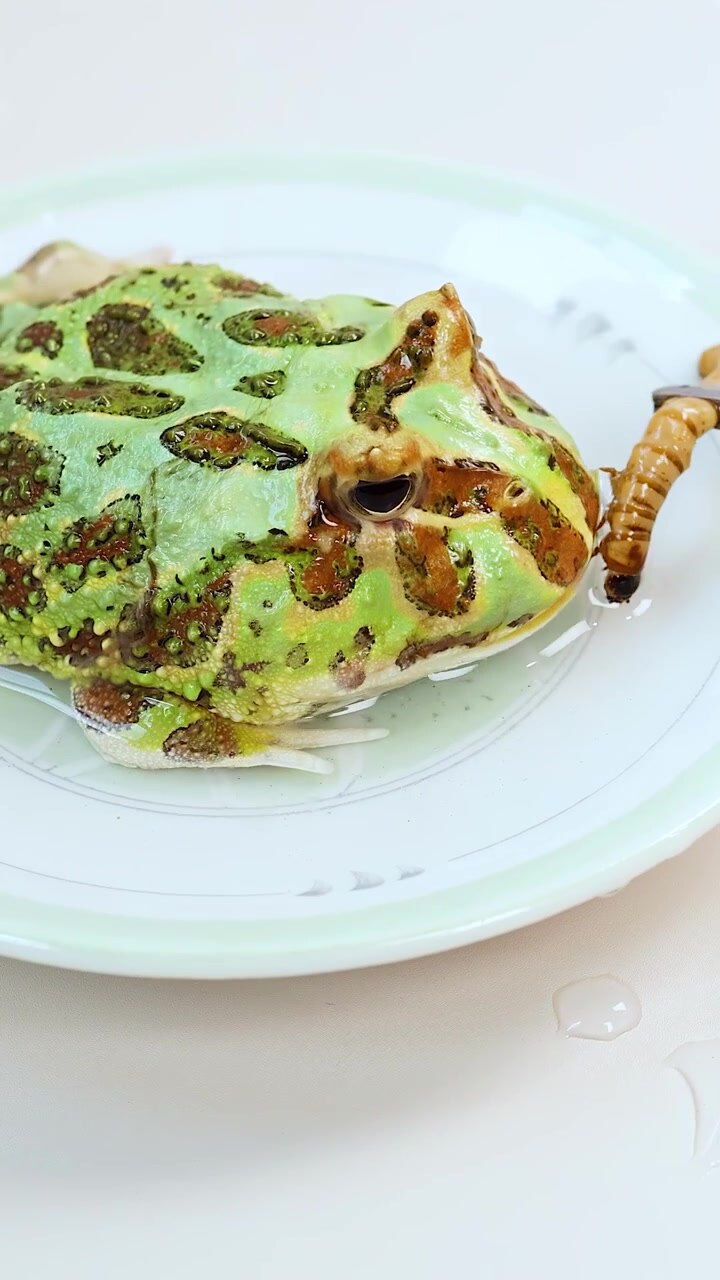 A horned frog consumes a mealworm on a white plate under bright, even lighting. The camera remains steady, capturing detailed feeding behavior in a controlled indoor setting
