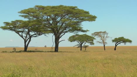árboles de acacia cultivados en la sabana africana