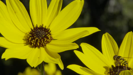 bee on a yellow flower, tight shot