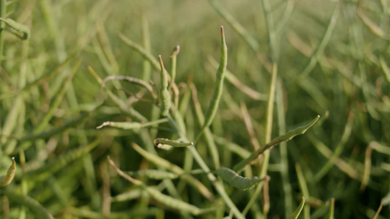 cerca del campo de colza meciéndose en el viento durante el día.