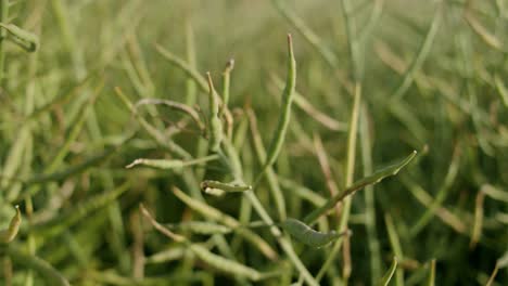 close up of field of rape swaying in the wind during daytime