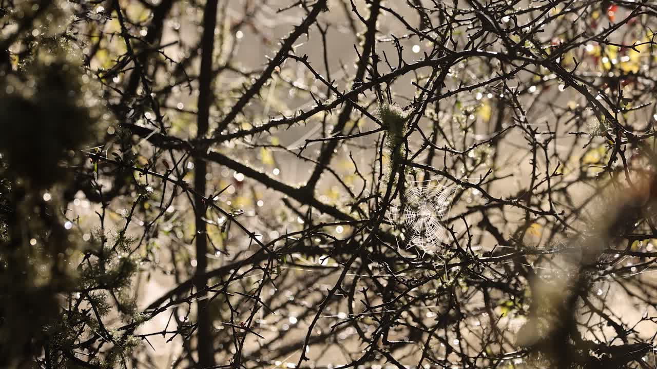 A delicate spider web stretches between bare tree branches, sparkling in natural sunlight. The camera remains steady, capturing intricate details and soft background bokeh