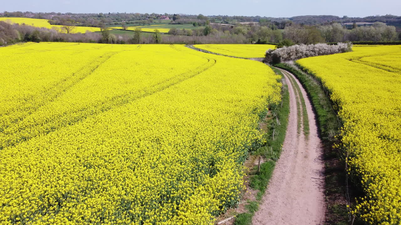 이른 봄 영국 우스터셔에 있는 농장 분야의 오일시드 강간으로도 알려진 밝은 노란색 유채밭