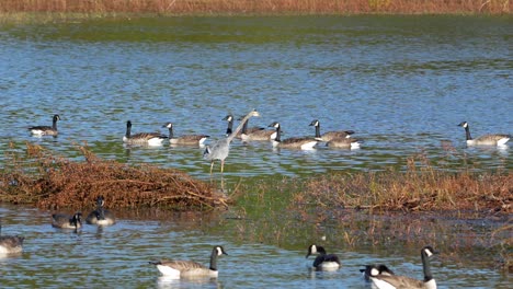 a great blue heron and a small flock of canadian geese feeding in a small pond in the early morning light.