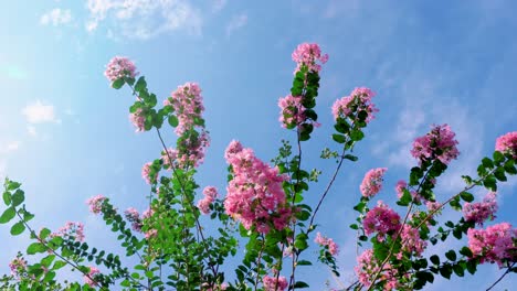 Hermosas-Flores-Florecen-Olas-En-El-Cielo-Azul,-Lagerstroemia-Indica