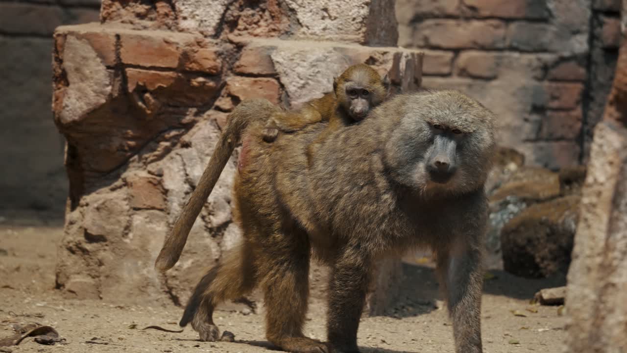 A Baby Baboon On Mother's Back - slow motion
