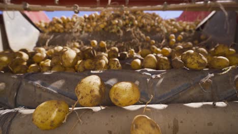 fresh potatoes from the field fall onto the conveyor belt to be cleaned and sifted.