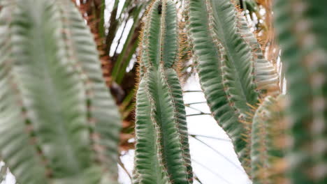 pan hacia abajo a través de agujas puntiagudas y afiladas de cactus doblado con oruga, en primer plano oscurecido por ramas de la planta