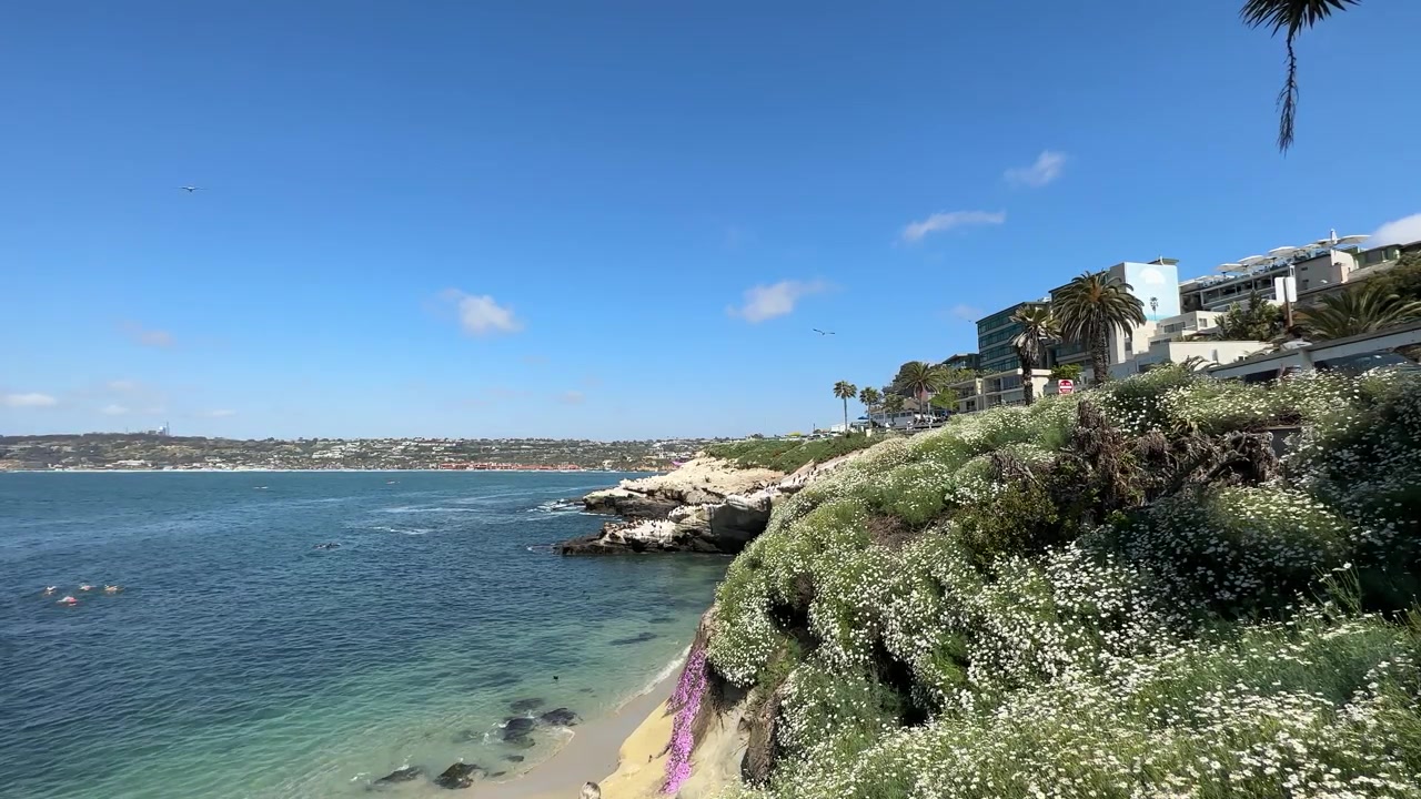 Campo lungo di La Jolla Cove con fiori primaverili in fiore, uccelli e leoni marini