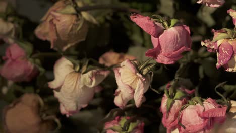 bouquet of withered rose flowers. dried pink cream yellow roses closeup