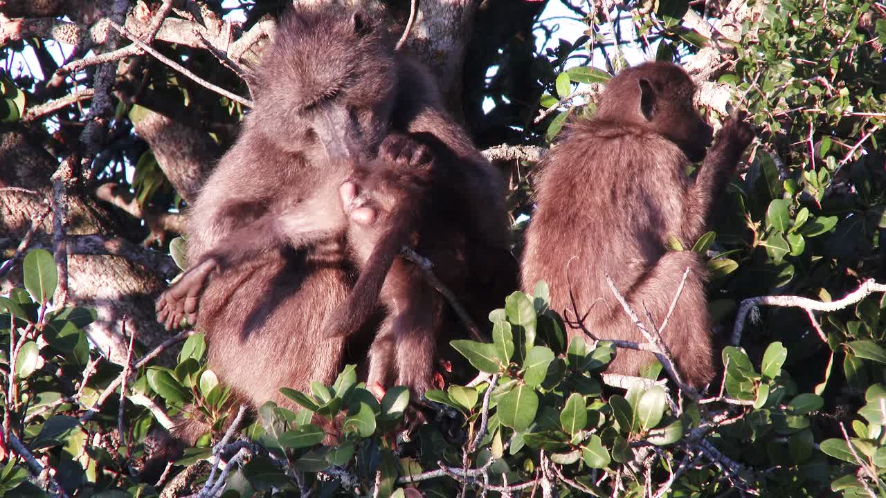 un babuino hembra acicala a su bebé mientras está en lo alto de un árbol