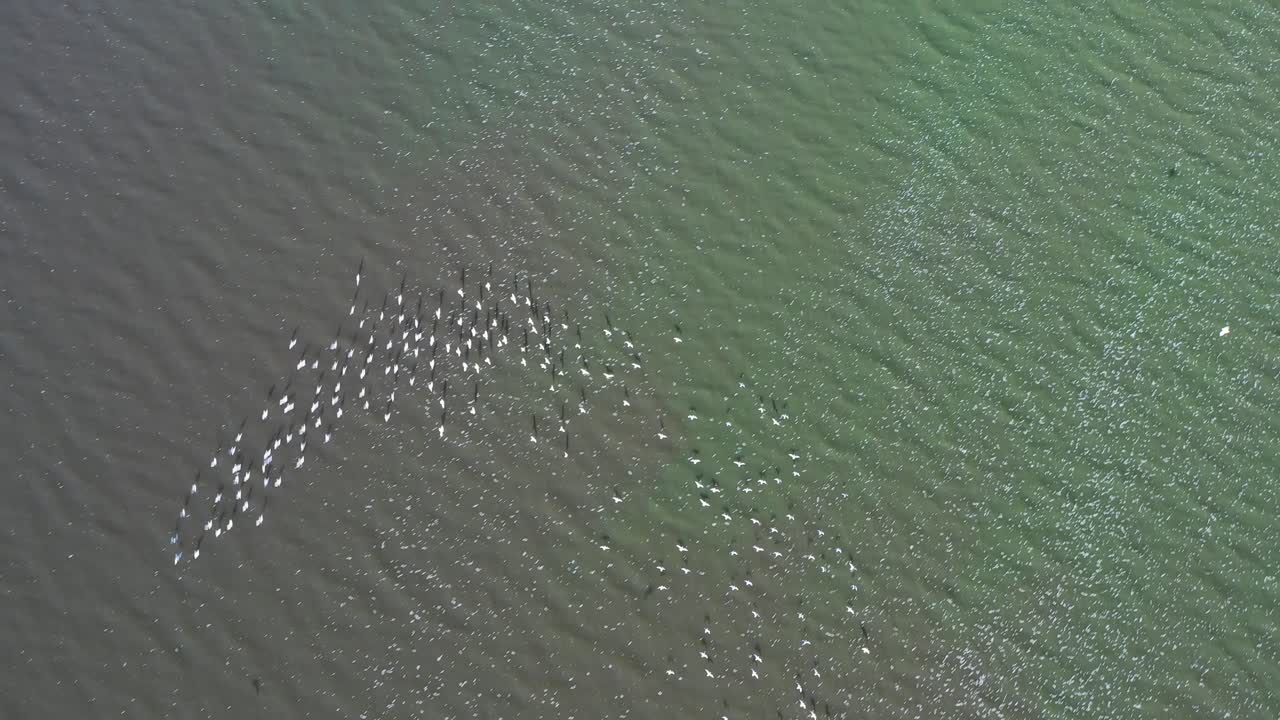 위에서 본 새 떼