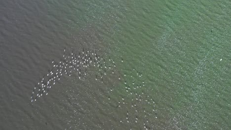 a flock of birds viewed from above