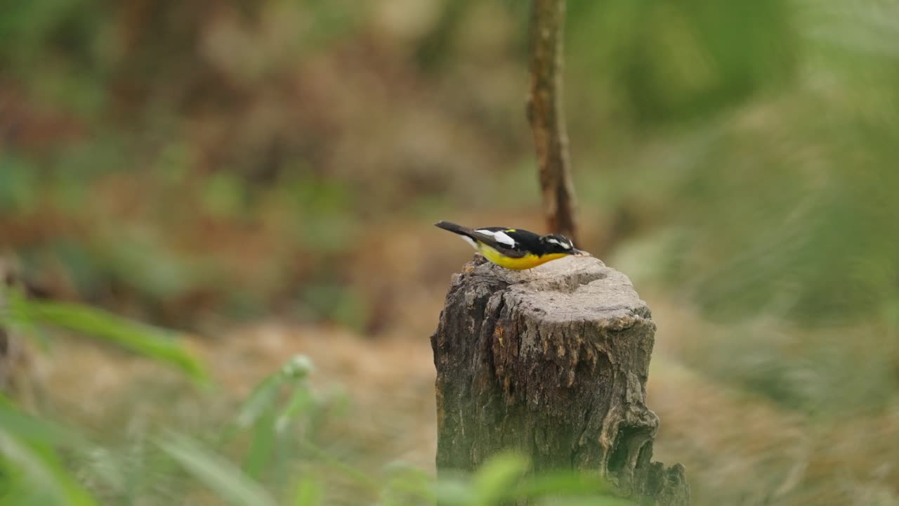 papamoscas de rabadilla amarilla comiendo gusano en la rabadilla del árbol
