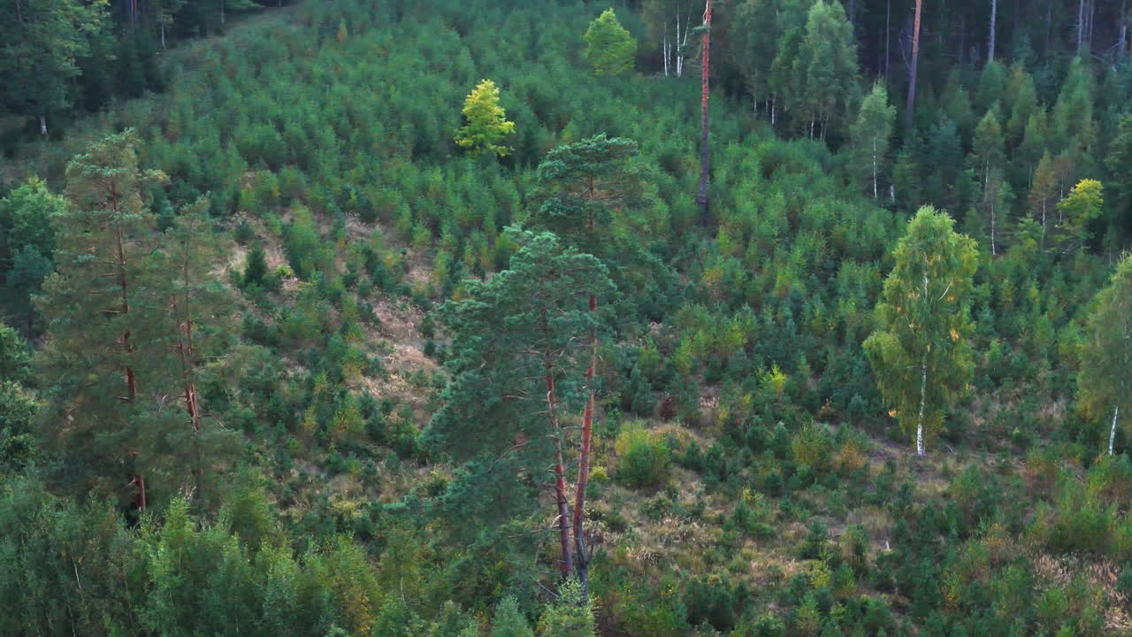 Aerial view of a dense green forest in Aizpute, Latvia, featuring scattered tall trees and diverse foliage.