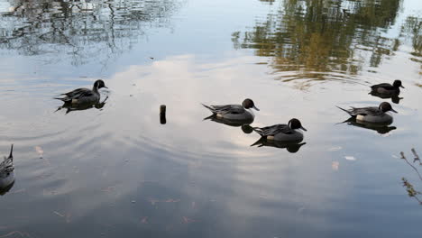 In-the-parks-of-Tokyo,-Japan,-you-can-find-many-ducks-swimming-in-the-calm-waters-of-the-ponds