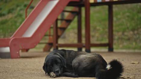 a-Homeless-Dog-Sitting,-Sleeping,-Playing