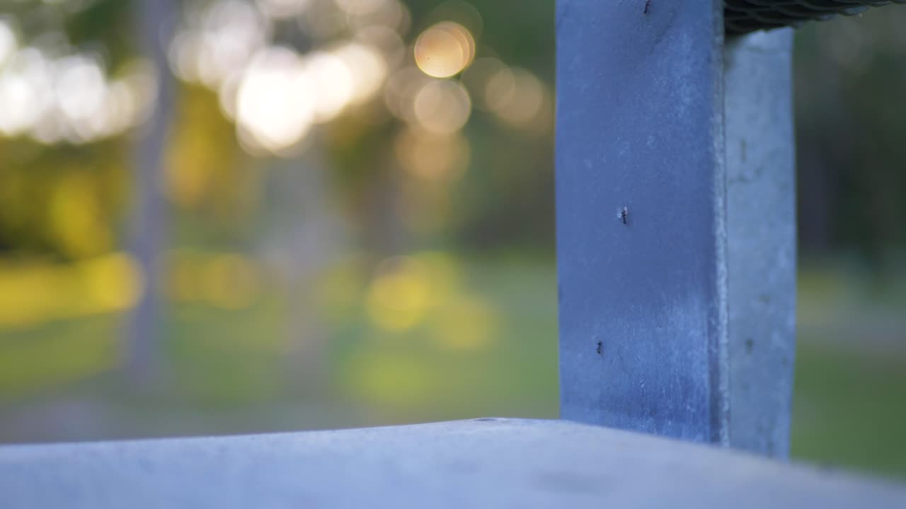 벤치 위 에 기어다니는 개미 들