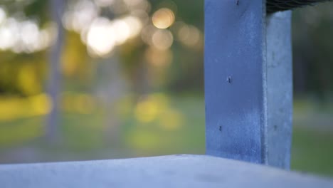 ants crawling on a bench
