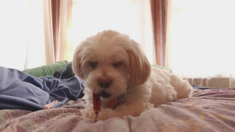 Shih-tzu-Maltese-mix-Cachorro-Comiendo-Bocadillo-De-Palo-De-Matón-En-La-Cama