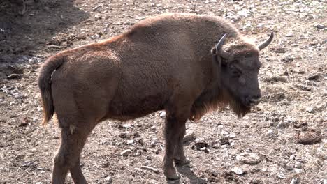 Einzelner-Bison,-Der-Auf-Dem-Boden-Steht-Und-Starrt