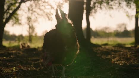 silhouette of large, healthy, egg laying, free range chicken feeding in cage free pasture on farm near trees during golden hour sunset in slow motion