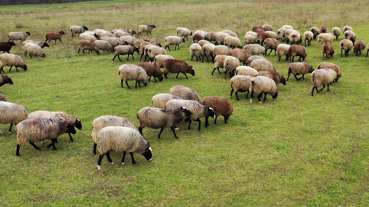 Pecore al pascolo in un campo. Vista aerea di una fattoria con pecore.