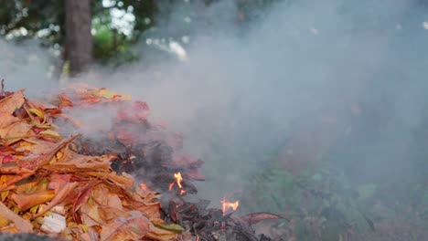 burning leaves and trash in a forest area with thick smoke and flames rising