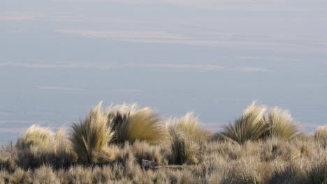 vista panorámica de pastos que se balancean suavemente en el viento con el valle debajo en las montañas comechingones de san luis, argentina