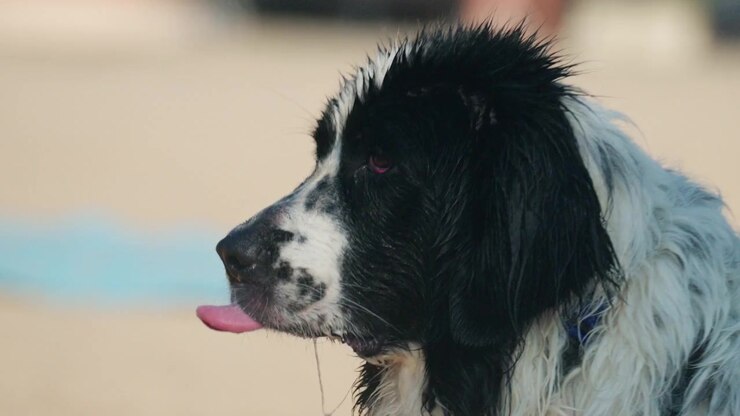 Close-up profile of a wet black and white Landseer Newfoundland dog looking out on a sunny beach, French Riviera, France.
