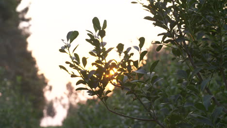 Relaxing-backlit-yerba-mate-served-in-a-sun-drenched-field