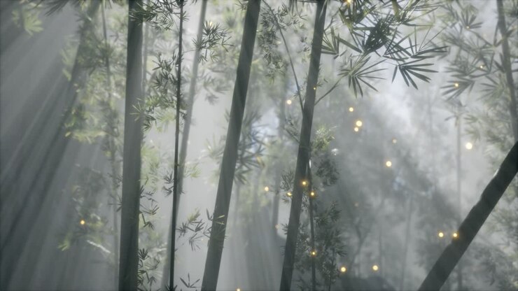 asian bamboo forest with morning fog weather