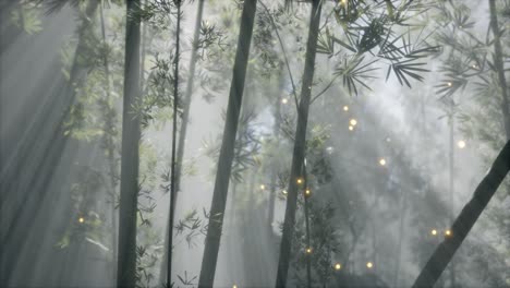 Bosque-De-Bambú-Asiático-Con-Clima-De-Niebla-Matutina