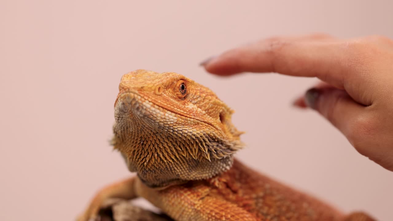 A hand gently pets a bearded dragon in a calm setting with soft lighting
