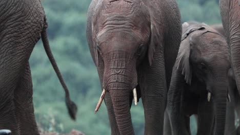 Un-Grupo-De-Elefantes-Africanos-Salvajes-Sobre-El-Parque-De-Reserva-Natural-En-Kenia,-África-Oriental.