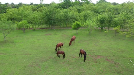 cuatro caballos salvajes marrones pastan y mueven las colas alegremente en una abertura en el bosque verde, antena de drones
