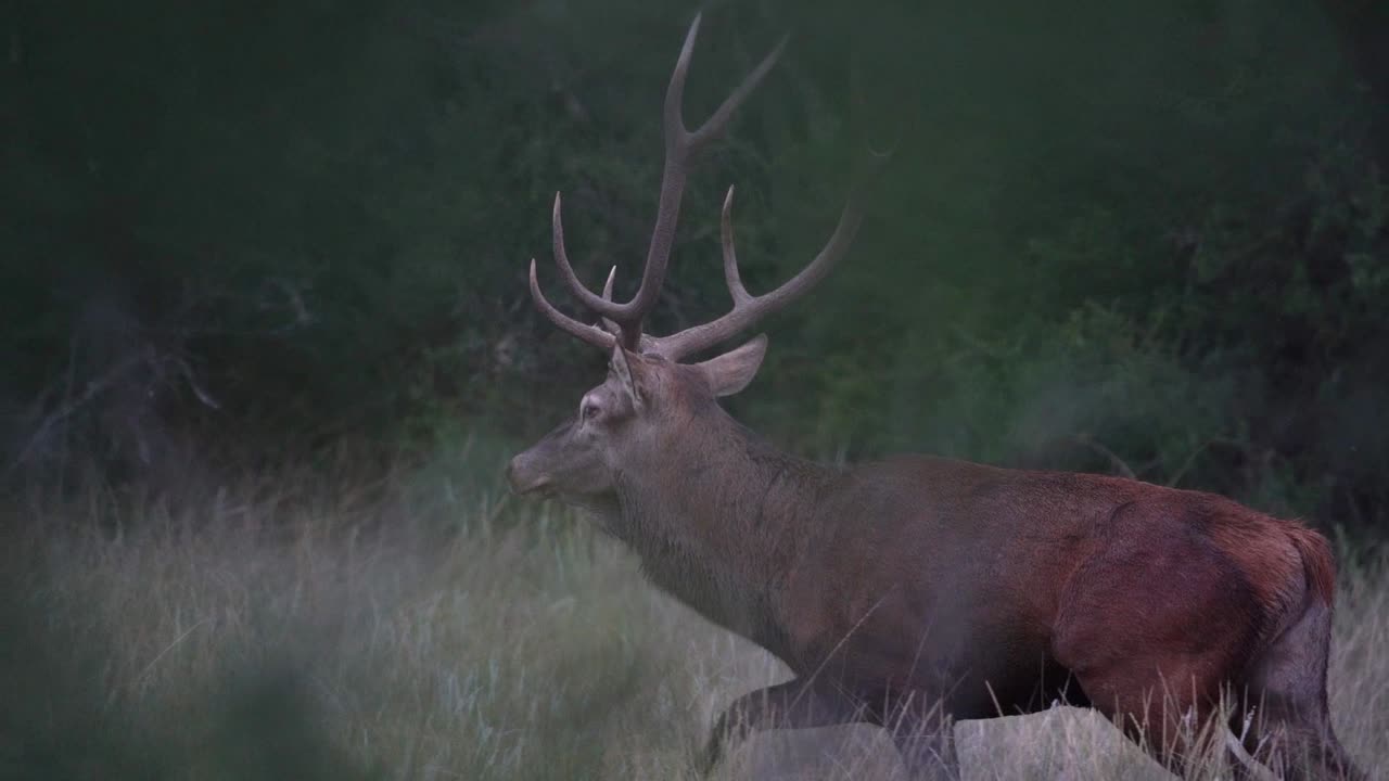 Ammira il fascino incantevole di un magnifico cervo rosso mentre galoppa attraverso la sua natura selvaggia