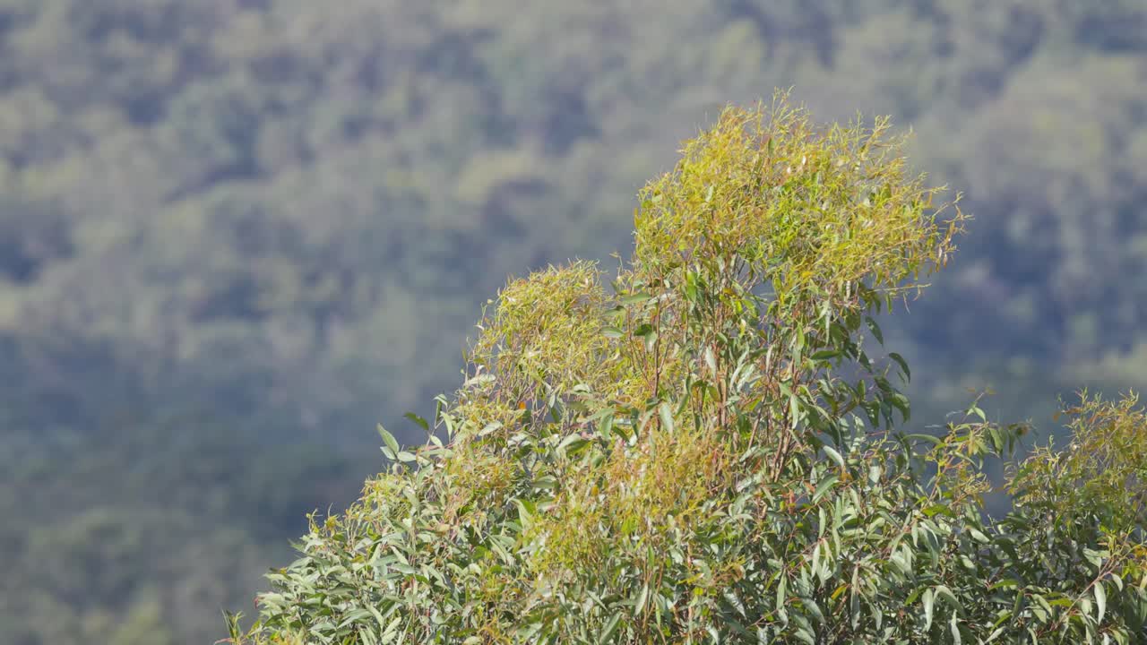 바람 에 흔들리는 유칼립투스 나무