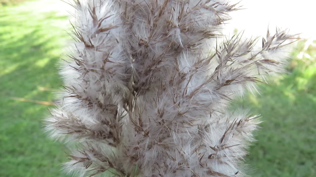 바람에 의해 움직이는 억새